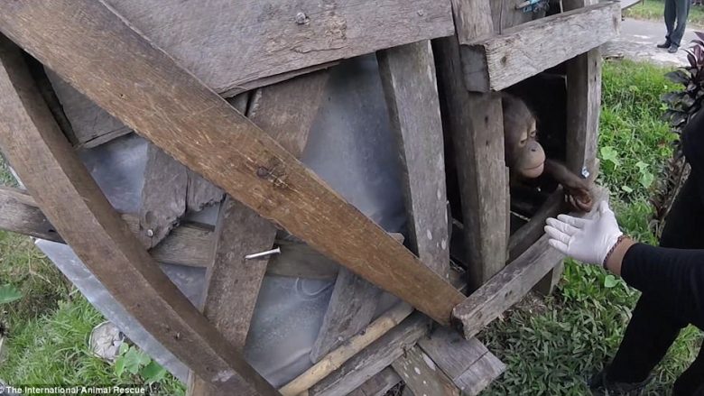 Shijon lirinë pas dy viteve: Shikoni reagimin e orangutanit i cili gjysmën e jetës e kaloi i mbyllur në kafaz të drurit (Video)