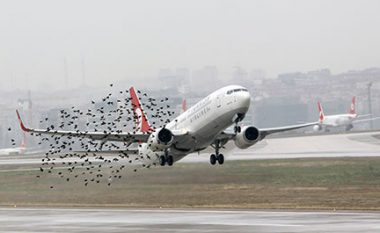 Vonesat e avionëve prej goditjes së zogjve, s’ka kompensim