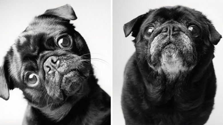 Ky projekt mahnitës fotografik tregon se si plaken qentë (Foto)