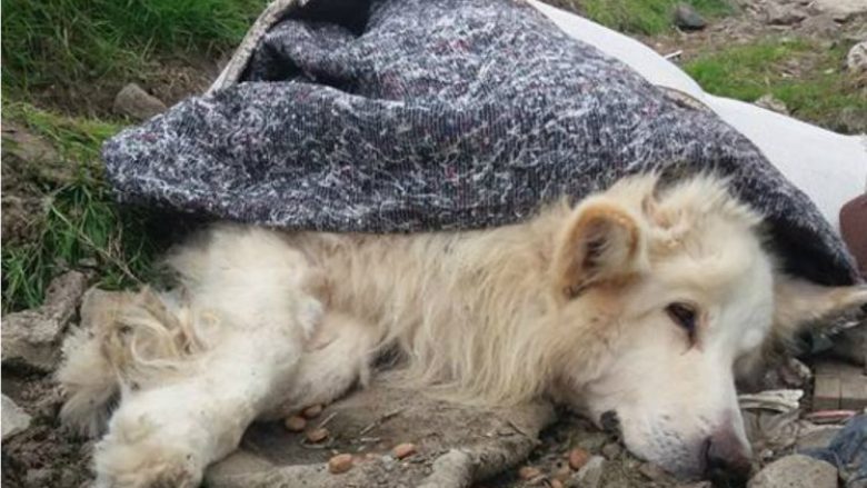 Braktisi qenin e sëmurë, i ndalohet përgjithmonë të mbajë kafshë (Foto)