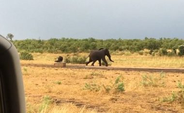 Elefanti gjigant i frikësuar nga kafsha shumë më e vogël (Video)