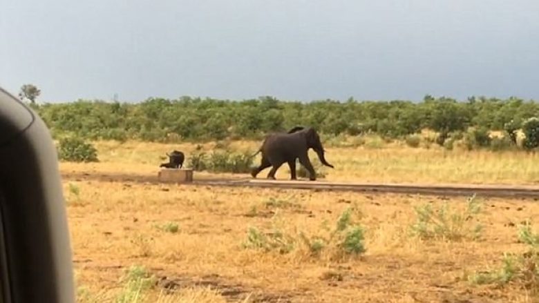 Elefanti gjigant i frikësuar nga kafsha shumë më e vogël (Video)