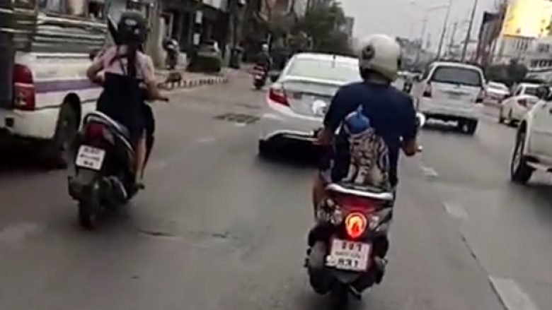 Helmetë për macen që vozitet në motoçikletë (Video)