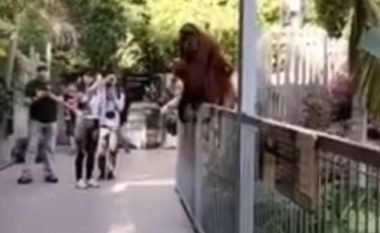 Ikja e kafshës nga kafazi shkaktoi evakuimin e kopshtit zoologjik (Video)