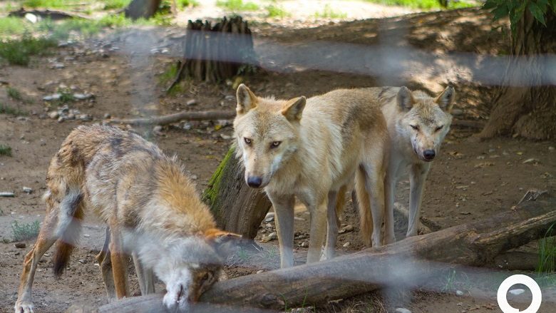 Rritet numri i vizitorëve në Kopshtin zoologjik në Shkup