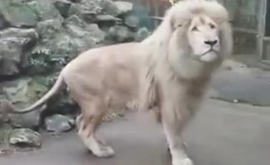 Luani i frikësuar nga shpërthimi i fluskës (Video)