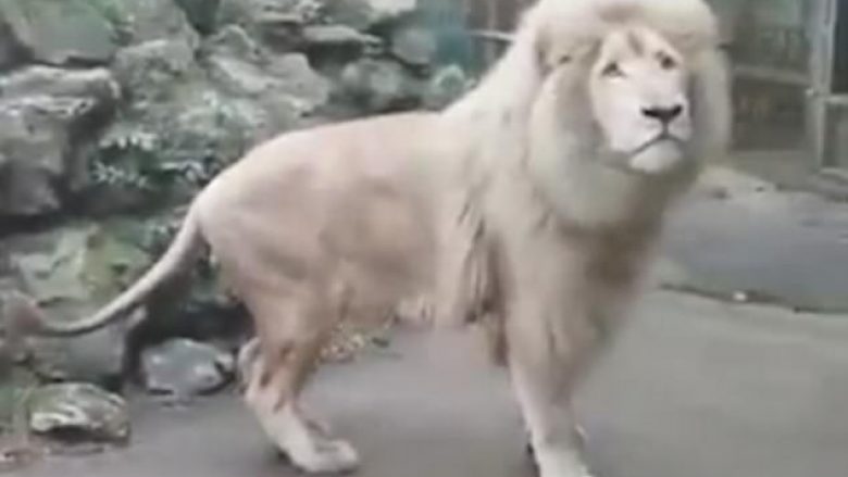Luani i frikësuar nga shpërthimi i fluskës (Video)