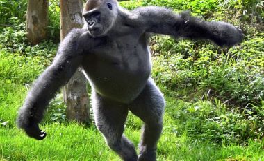 Majmuni befason me lëvizje sikur vallëzim baleti (Foto)