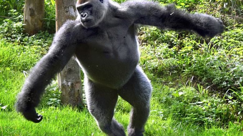Majmuni befason me lëvizje sikur vallëzim baleti (Foto)