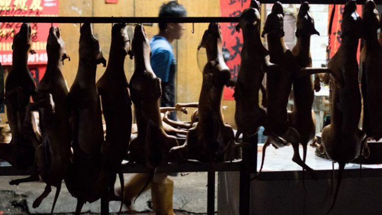Ndalohet përdorimi i mishit të qenit në festivalin famëkeq kinez (Foto)