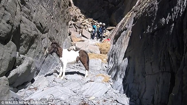 Përmes detit e tokës, shpëtohet poni që kishte mbetur në mes të shkëmbinjve (Video)