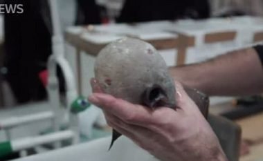 Shkencëtarët e befasuar me gjetjen e peshkut pa fytyrë (Foto)