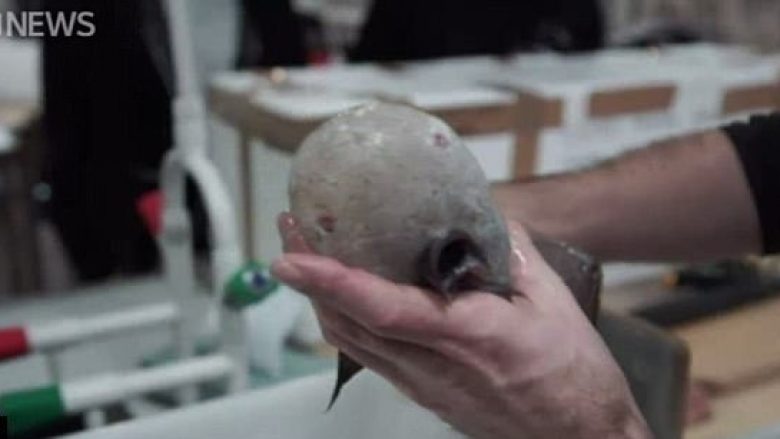 Shkencëtarët e befasuar me gjetjen e peshkut pa fytyrë (Foto)