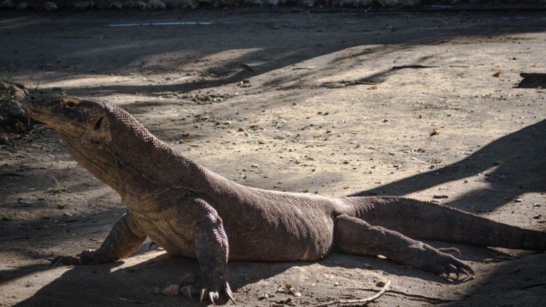 Vizitori i kopshtit zoologjik u kafshua keq nga kafsha, pasi u afrua tepër që të bënte fotografi (Video, +18)