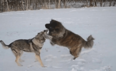 Qeni apo ujku? Ja çfarë ndodh kur ndeshen me njëri-tjetrin (Video)