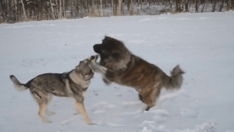 Qeni apo ujku? Ja çfarë ndodh kur ndeshen me njëri-tjetrin (Video)