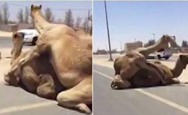 Devet kishin vendosur të mbarësoheshin në autostradë, shkaktojnë kaos në komunikacion (Video,+16)