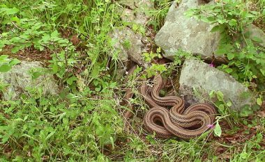 Xhirohet gjarpri më i madh në Parkun Kombëtar të Divjakës (Video)
