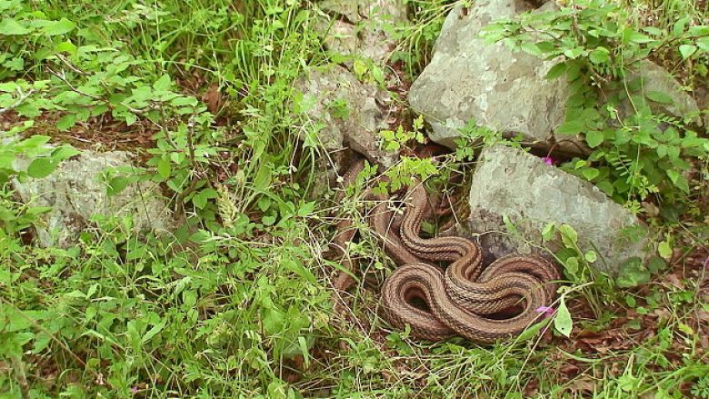 Xhirohet gjarpri më i madh në Parkun Kombëtar të Divjakës (Video)