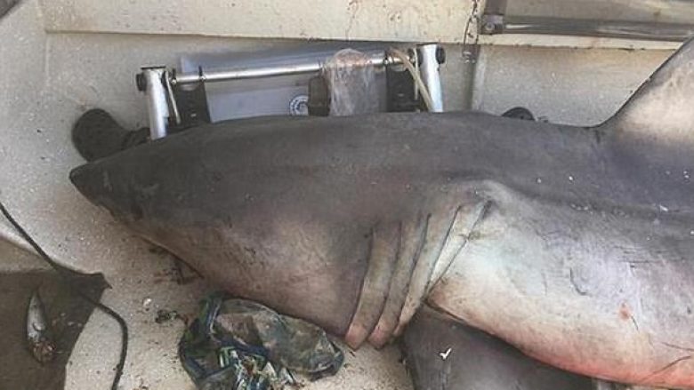 Peshkatari përballet me vdekjen, një peshkaqen 200 kilogramësh hidhet në barkën e tij (Foto/Video)