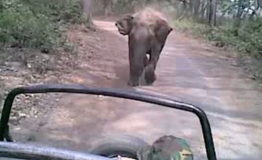 Elefantët e tërbuar ndjekin grupin e turistëve, udhëtimi në park pothuajse përfundoi në fatkeqësi (Video)