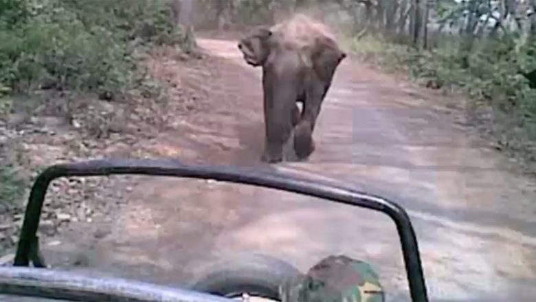Elefantët e tërbuar ndjekin grupin e turistëve, udhëtimi në park pothuajse përfundoi në fatkeqësi (Video)