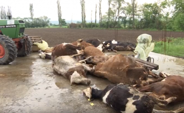 Fermerit në Prizren i ngordhin 12 lopë (Video)