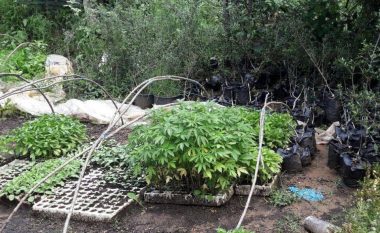 Konfiskohet 90 kg Cannabis Sattiva në Shkodër, dy të arrestuar (Foto)