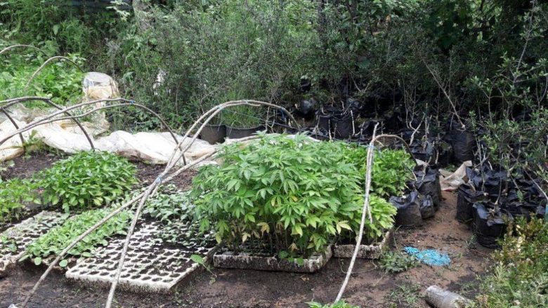 Konfiskohet 90 kg Cannabis Sattiva në Shkodër, dy të arrestuar (Foto)