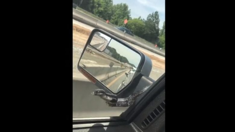 Derisa voziste në autostradë, i shfaqet para syve një gjarpër gjigant (Video)