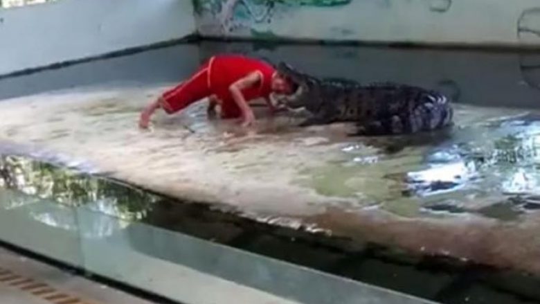 Fut kokën në gojën e krokodilit, por kur reptili bashkon nofullat ndodh tmerri (Video, +18)