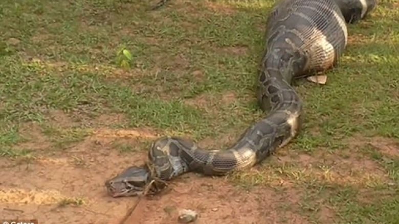 Pitoni pesë metra i gjatë gëlltit për së gjalli një dhi të tërë, shikoni sa shumë është fryrë (Foto/Video)