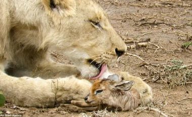 Ndodh edhe kjo: Luanesha kujdeset për antilopën e vogël që ishte braktisur nga nëna (Foto/Video)