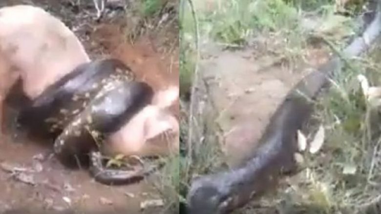 Gjarpri gjigant futet në fshat dhe ia rrëmben fermerit një derr, ai i hakmerret duke e qëlluar me pushkë në kokë (Video, +18)