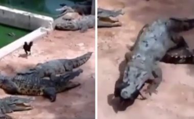 Pula humb rrugën dhe përfundon duke shëtitur mes tre krokodilëve gjigant, njëri prej tyre e gëlltit me një kafshim (Video, +18)