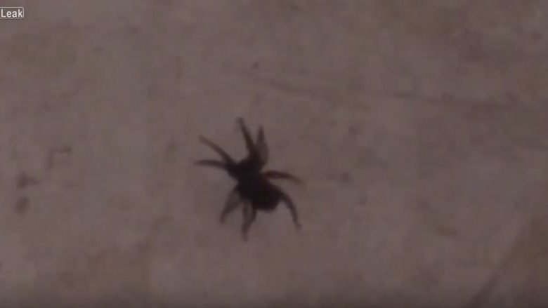 Mbyt merimangën duke e shkelur me këmbë, por ndodh diqka që e shokon burrin (Video)