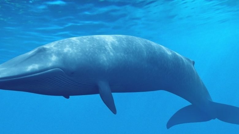 “Balena Blu”, zbulohet 28 vjeçari nga Durrësi në nivelin e 40 të lojës vdekjeprurëse (Foto)