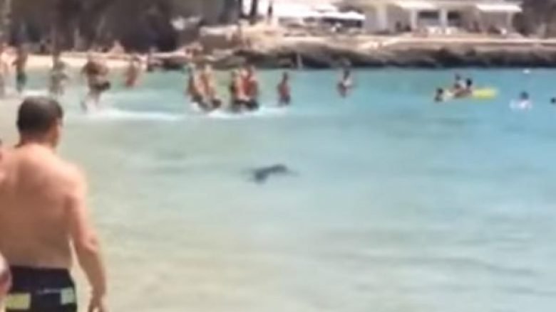 Panik në njërin nga plazhet më të vizituara të bregdetit spanjoll: Peshkaqeni gjigant tmerron pushuesit që laheshin (Foto/Video)