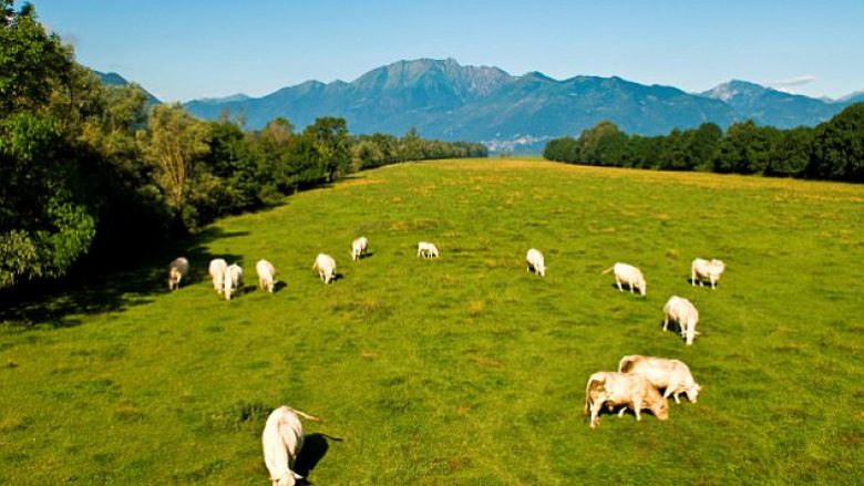 Veterinarët në Maqedoni kërkojnë zgjatjen e afatit për aplikimin e subvencioneve