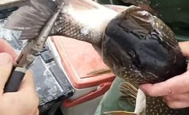 Brenda peshkut gjetën një tjetër me madhësi gati të njëjtë (Video)