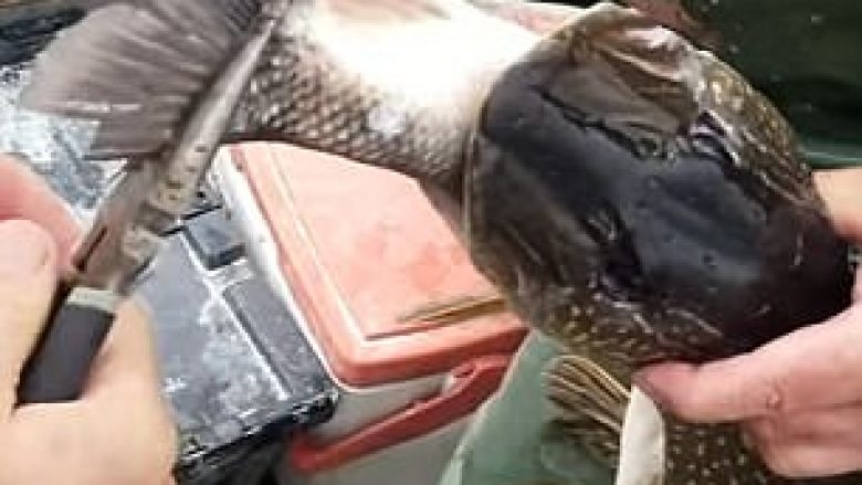 Brenda peshkut gjetën një tjetër me madhësi gati të njëjtë (Video)
