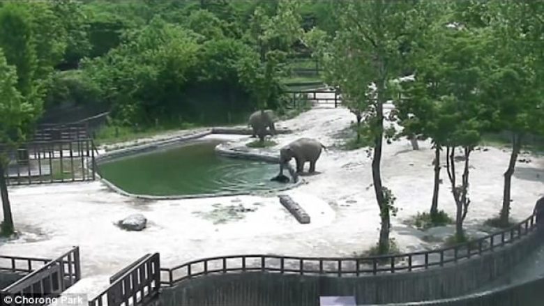 Elefantët angazhohen së bashku për shpëtimin e të voglit që ra në ujë (Video)