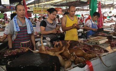 Fillon festivali famëkeq në Kinë ku festohet duke ngrënë mish qeni (Foto)