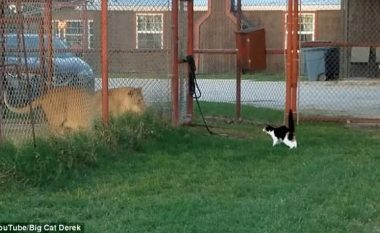 Luani i frikësuar nga një mace e vogël (Video)