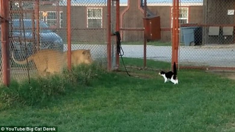 Luani i frikësuar nga një mace e vogël (Video)