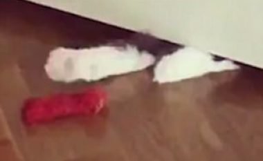 Telshet e maces për ta kapur lodrën (Video)