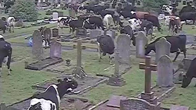 Mbi 400 lopë u futen në varreza dhe shkaktuan dëme të konsiderueshme (Video)