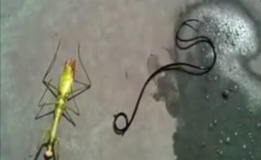 Nga karkaleci i ngordhur doli krijesa misterioze, që nuk dihet çfarë është (Video)