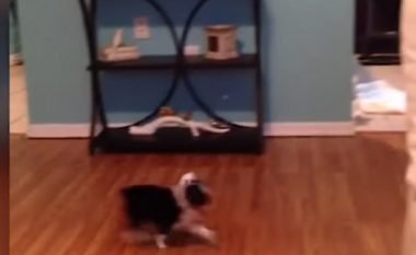 Papagalli i tregon qenit të vogël se kush është kryesori në shtëpi (Video)