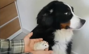 Qeni frikësohet nga miu (Video)